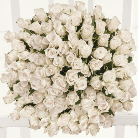 100 White Roses