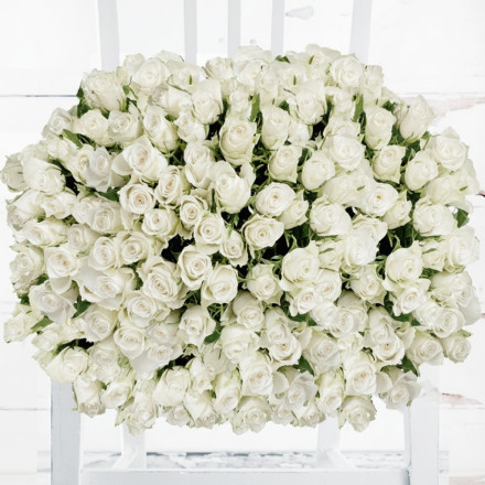 200 White Roses