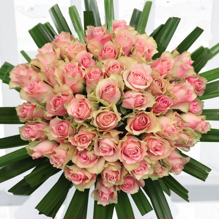 50 Candy Pink Roses