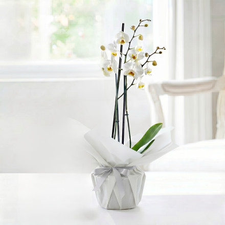 Gift Wrapped Double Stem White Orchid