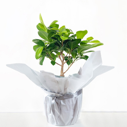 Gift Wrapped Ficus Ginseng Bonsai