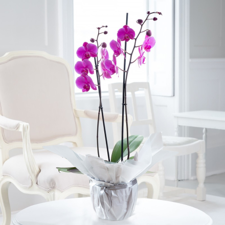 Gift Wrapped Double Stem Pink Orchid