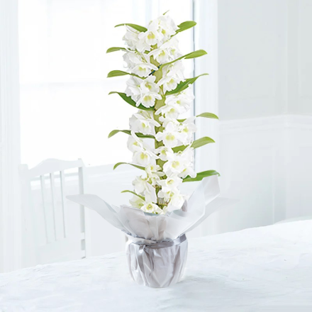 Gift Wrapped White Scented Dendrobium Orchid