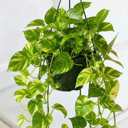 Devils Ivy Hanging Plant