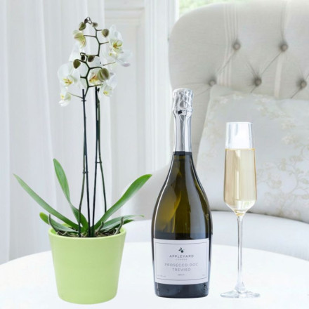 Double Stem White Orchid, Apple Ceramic Pot & Appleyard Prosecco (75cl)