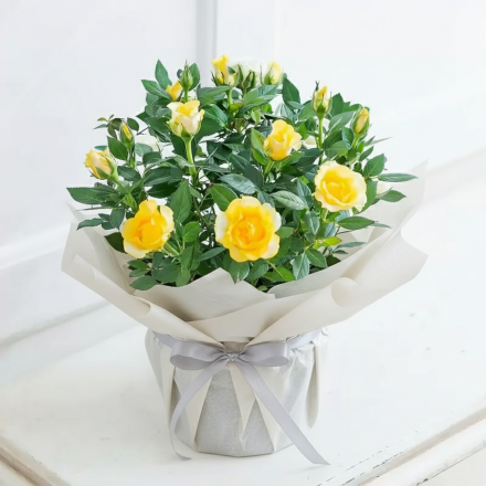 Gift Wrapped Yellow Rose Plant