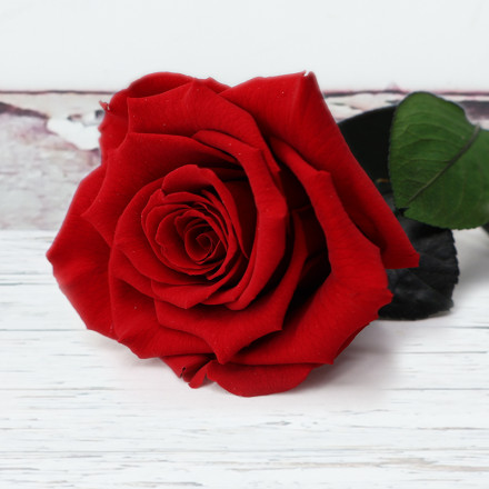 Preserved Rose (Lasts Up To a Year)