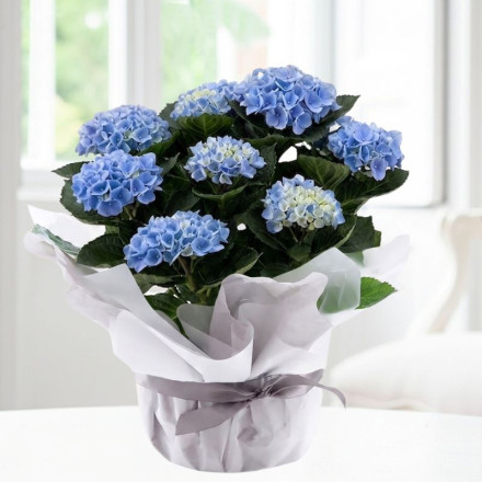 Gift Wrapped Blue Hydrangea Plant (30cm)
