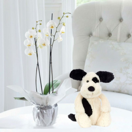 Gift Wrapped Double Stem White Orchid & Bashful Black & Cream Bunny (31cm)