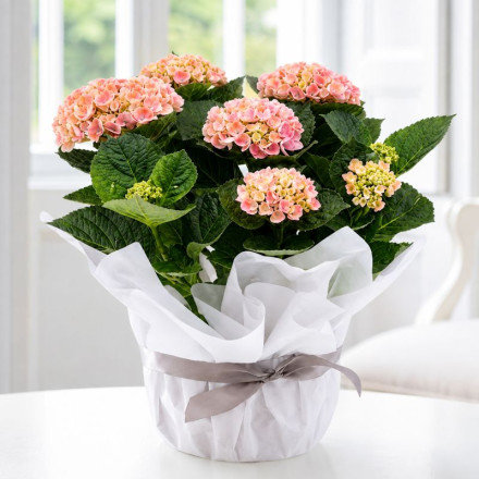 Gift Wrapped Pink Hydrangea Plant