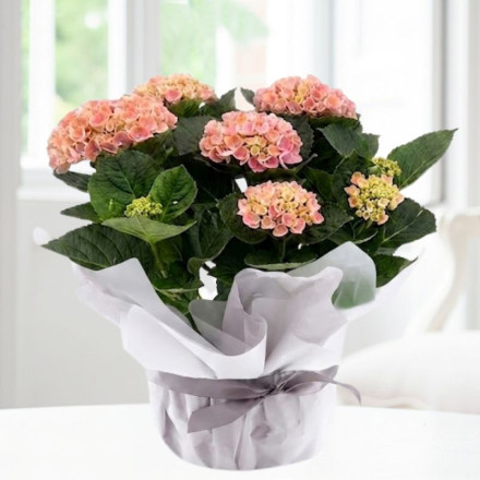 Gift Wrapped Pink Hydrangea Plant (30cm)