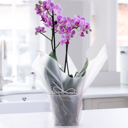 Gift Wrapped Mini Pink Orchid (20-25cm)