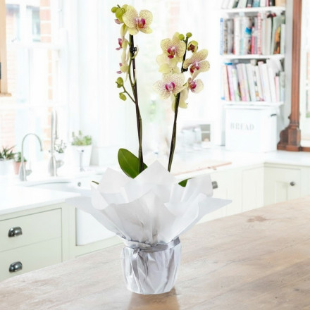 Orchid Subscription (A new Orchid every month, for up to a year) 