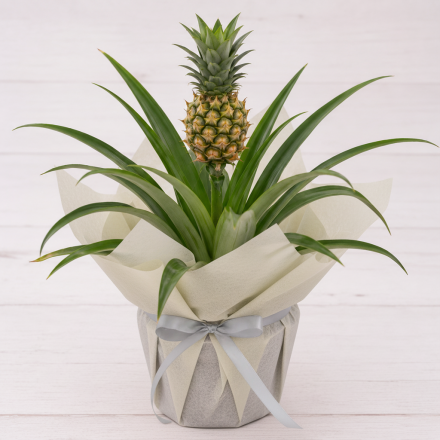 Pineapple Plant