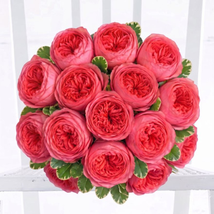 Pink Peony Garden Roses