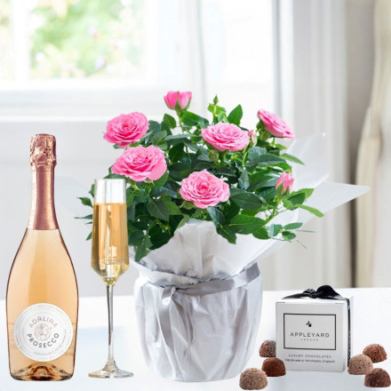 Pink Rose Plant, Prosecco Rosé & 6 Mixed Truffles