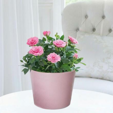 Pink Rose Plant & Rosa Ceramic Pot