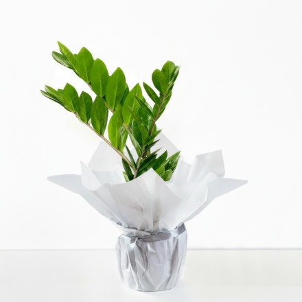 Plant Subscription (A new plant every month, for up to a year)