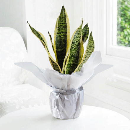 Gift Wrapped Snake Plant