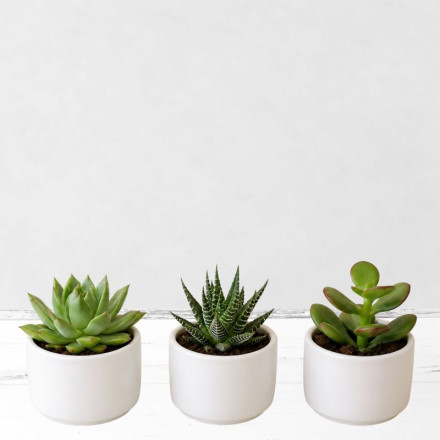 Mini Succulent Trio