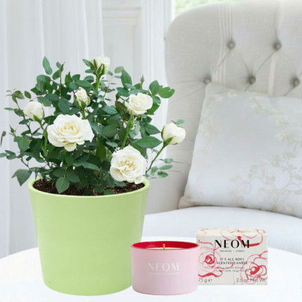 White Rose Plant, Apple Ceramic Pot & NEOM It's All Rosy Candle (75g)