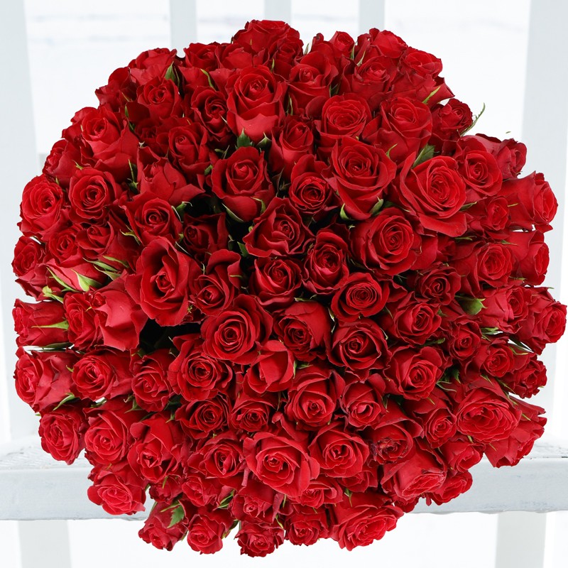 100 Red Roses