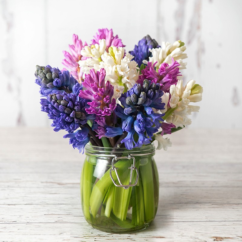 Fragrant Hyacinths