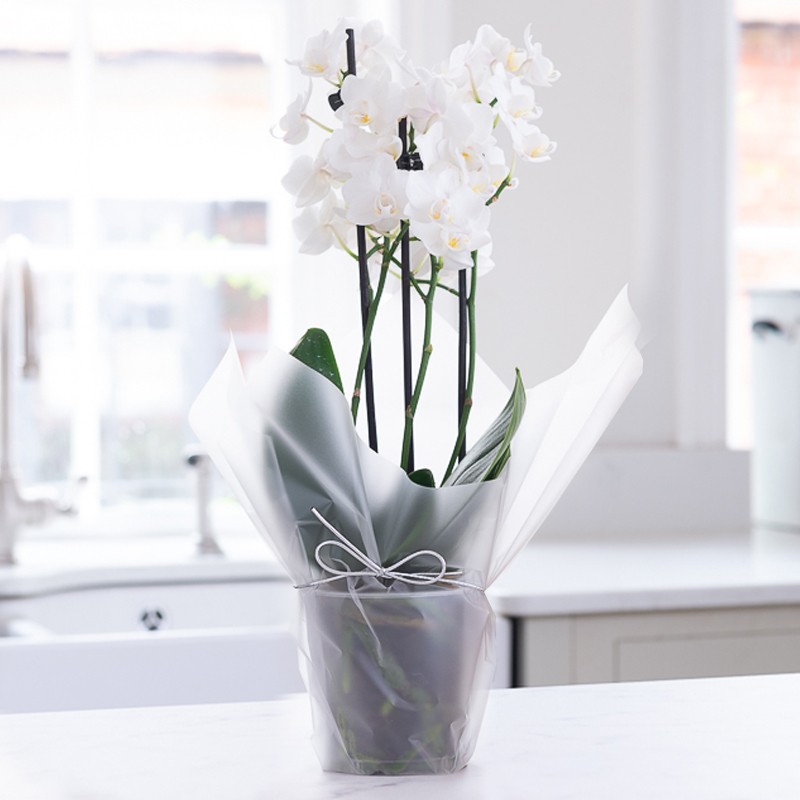 Gift Wrapped Mini White Orchid (20-25cm)