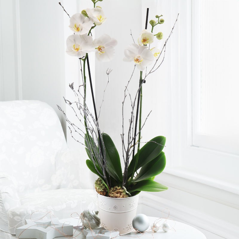 White Orchid in Snowflake Pot