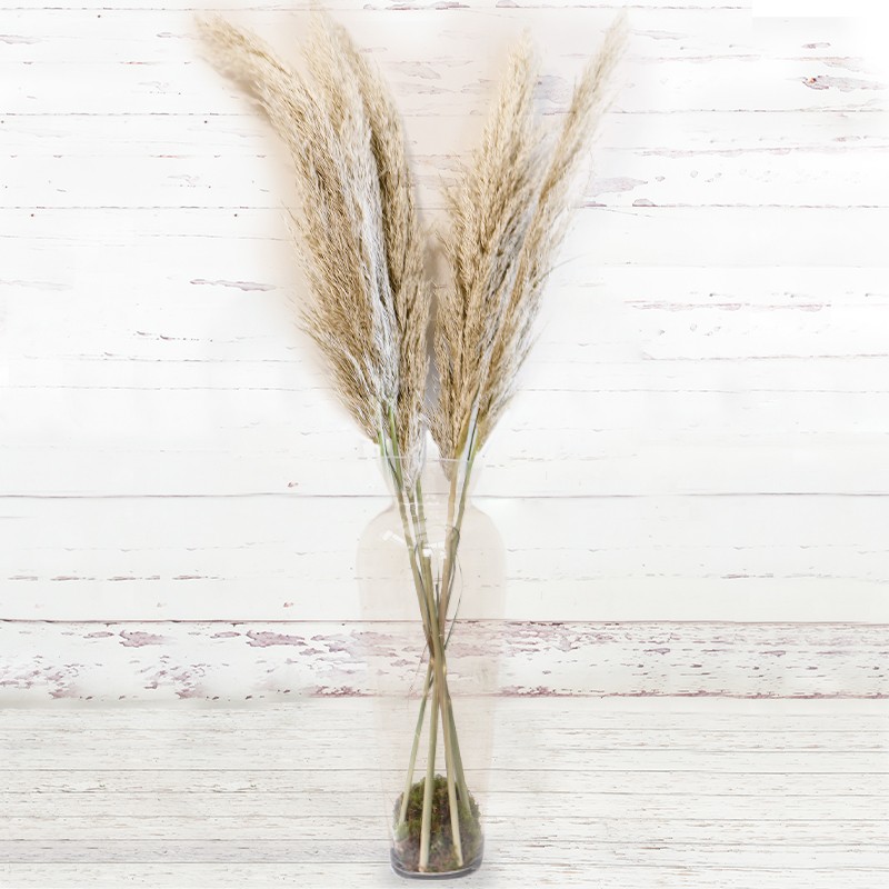 Pampas Vase Gift Set