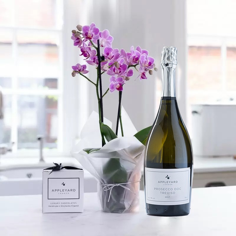 Mini Pink Orchid (20-25cm), Prosecco & 6 Mixed Truffles