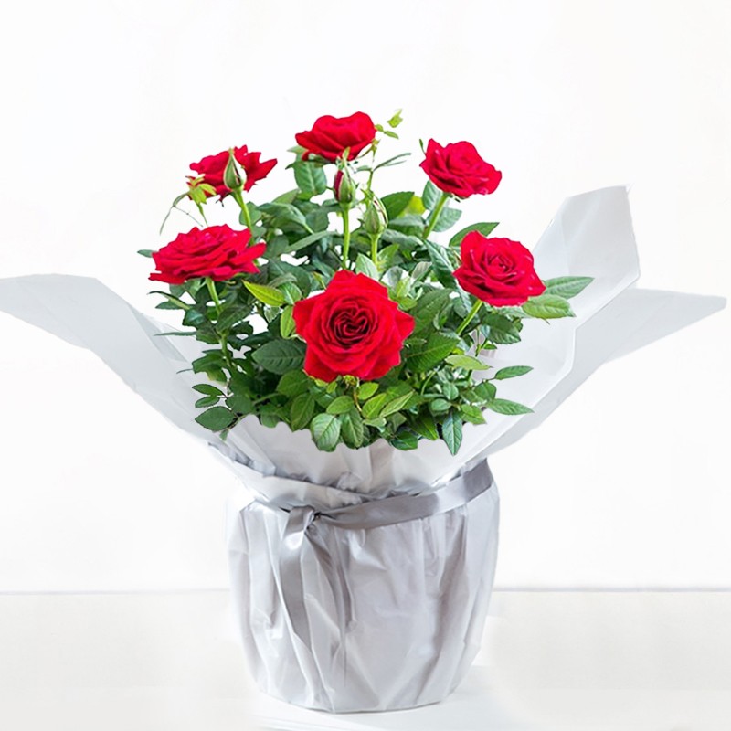 Gift Wrapped Red Rose Plant