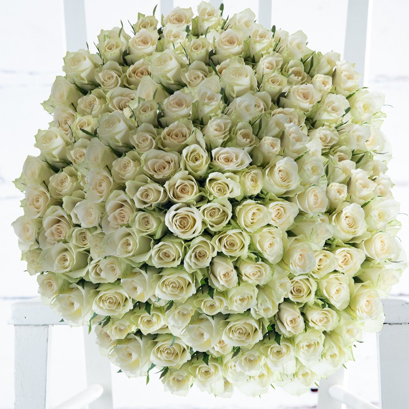 200 Luxury White Roses