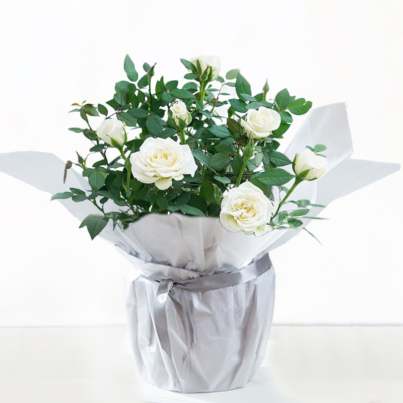 Gift Wrapped White Rose Plant