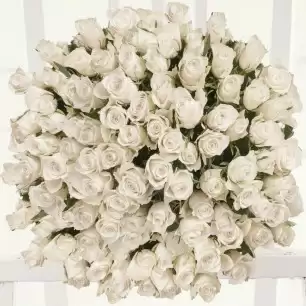 100 White Roses