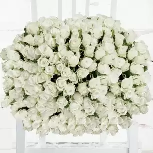 200 White Roses