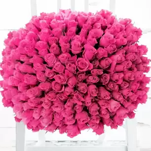 200 Pink Roses