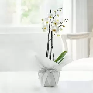 Gift Wrapped Double Stem White Orchid