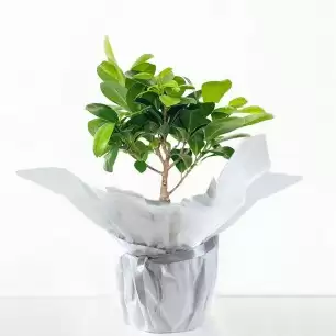 Gift Wrapped Ficus Ginseng Bonsai
