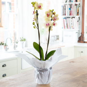 Gift Wrapped Florida Sunset Orchid