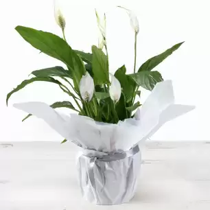Gift Wrapped Peace lily Plant 45cm