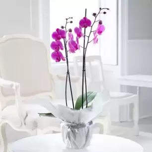 Gift Wrapped Double Stem Pink Orchid