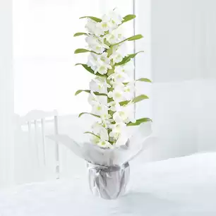 Gift Wrapped White Scented Dendrobium Orchid