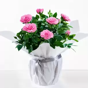 Gift Wrapped Pink Rose Plant