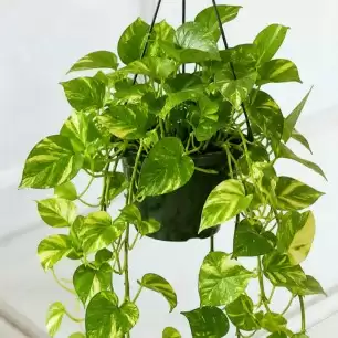 Devils Ivy Hanging Plant
