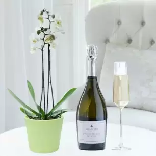 Double Stem White Orchid, Apple Ceramic Pot & Appleyard Prosecco (75cl)
