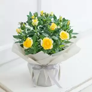 Gift Wrapped Yellow Rose Plant