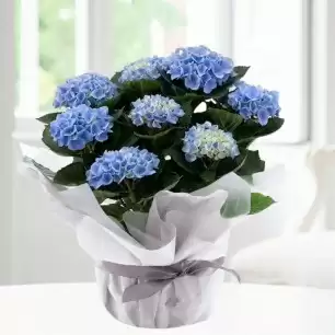 Gift Wrapped Blue Hydrangea Plant (30cm)