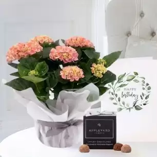Gift Wrapped Pink Hydrangea Plant, 12 Truffles & Birthday Card