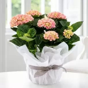 Gift Wrapped Pink Hydrangea Plant